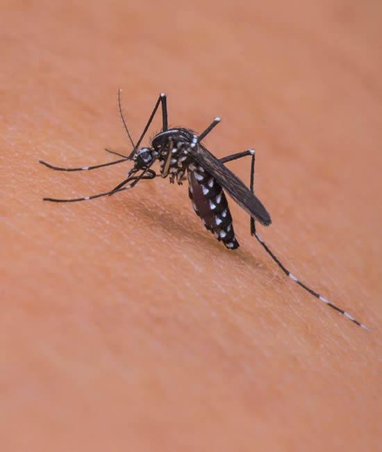 Control de Mosquitos empresa que ofrece fumigación y control Control de Mosquitos